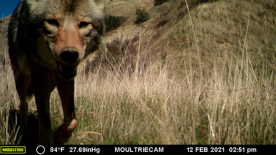 sr60-wildlife-1