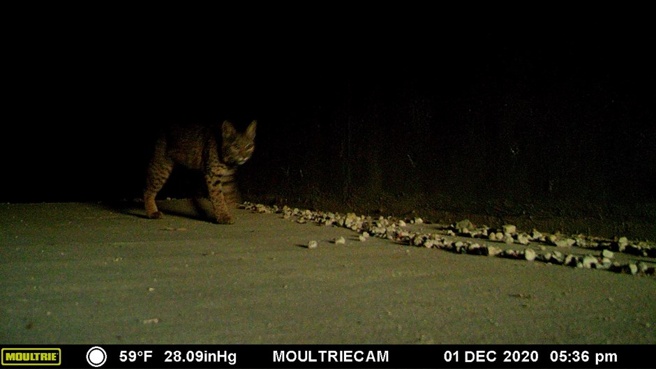 sr60-wildlife-2